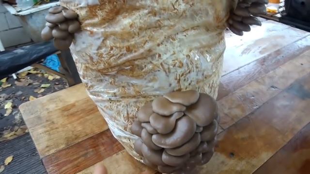 СДЕЛАЙ ТАК И ГРИБОВ БУДЕТ МОРЕ! / САМЫЙ ЛУЧШИЙ СПОСОБ ВЫРАЩИВАНИЯ ГРИБОВ В ДОМАШНИХ УСЛОВИЯХ смотреть онлайн