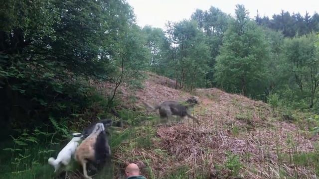 ВОЛКОДАВЫ В ДЕЛЕ... 10 Собак Способных Убить Волка смотреть онлайн