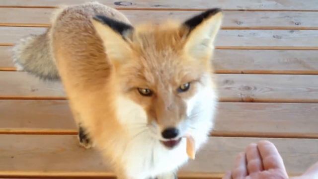 Гостья из леса смотреть онлайн