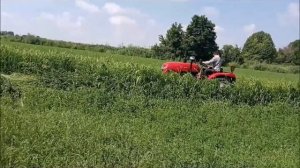 трактор синтай  244 косим суданку