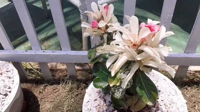 ROSA DO DESERTO VARIEGADA - ADENIUM OBESUM VARIEGATA. QUANDO A BELEZA ESTÁ NA FOLHA. смотреть онлайн