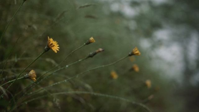 Автотрип Домбай - Тбилиси - Батуми Музыка ALAMPA "Lush Dance" смотреть онлайн