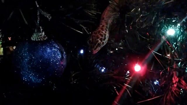 2017.01.08. Gecco's X-mas! Эублефар (Eublepharis macularius). смотреть онлайн