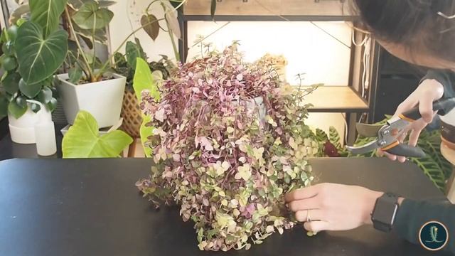 Cutting & Propagating Callisia Bubbles Plant | Trimming Callisia Repens смотреть онлайн