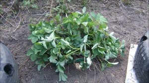 ВЫРАЩИВАЕМ КЛУБНИКУ В ПОКРЫШКАХ