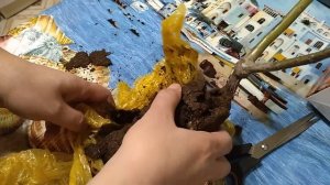 Роза из коробки... Засохла?