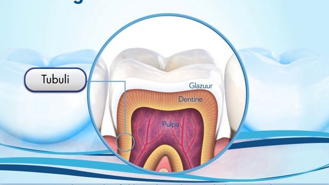 Oral-B | Tand Gevoeligheid - Oorzaken en behandeling смотреть онлайн
