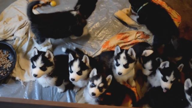 Щенки хаски с голубыми глазами смотреть онлайн