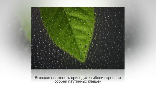 ПАУТИННЫЙ КЛЕЩ на комнатных растениях. Как бороться и победить клеща смотреть онлайн