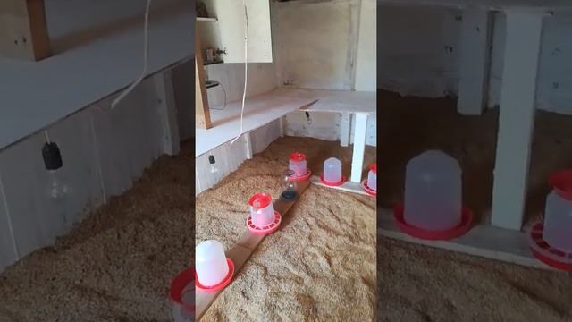 Вольер для бройлеров смотреть онлайн