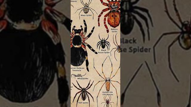types of spiders part 7 смотреть онлайн