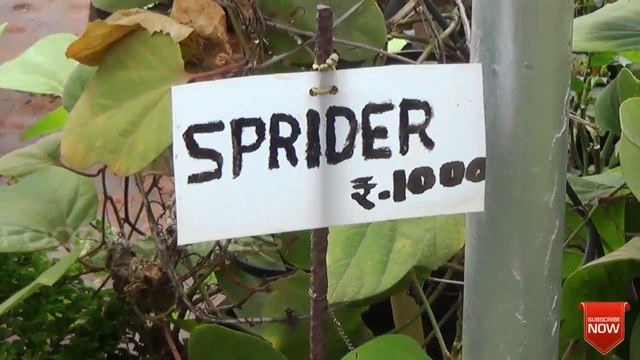 FRUITS AND FLOWERS PLANT NURSERY THRISSUR KERALA INDIA PART 1 смотреть онлайн