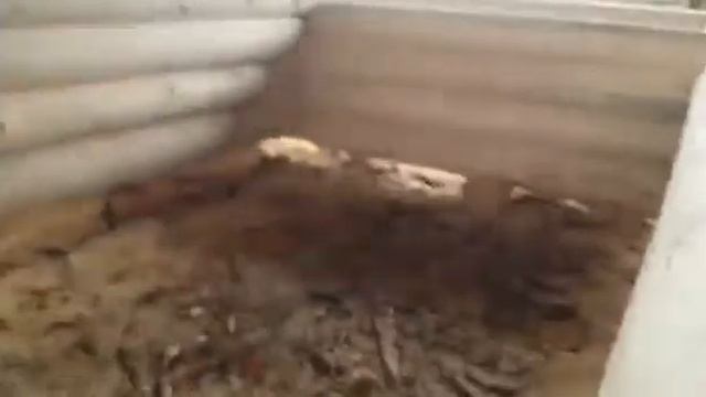 Сруб бани 6х11 рубка в лапу, терраса в чашу - СмолДома, Велиж. Сруб готовится под заказ смотреть онлайн