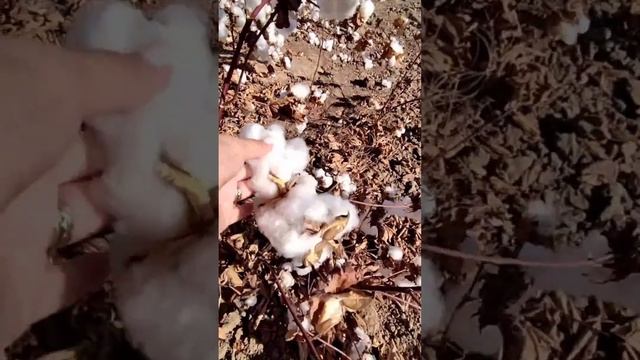 Где выращивают самый качественный хлопок в мире? смотреть онлайн