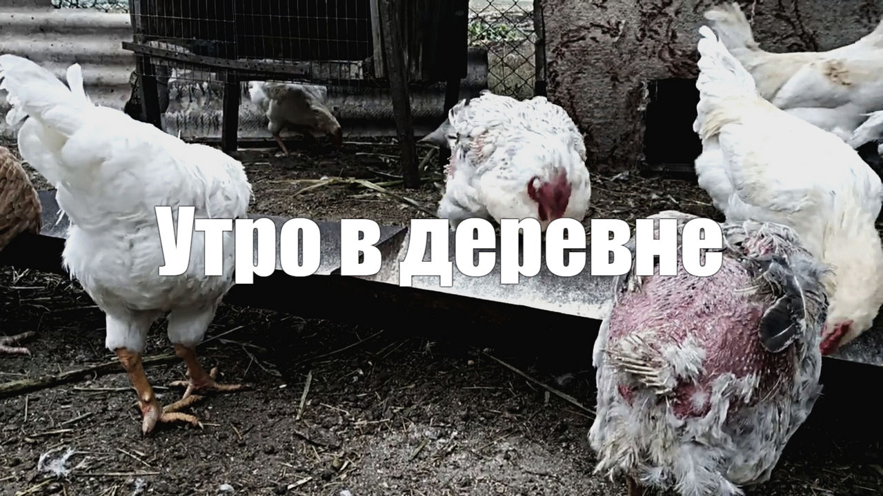 Утро в деревне Звуки природы