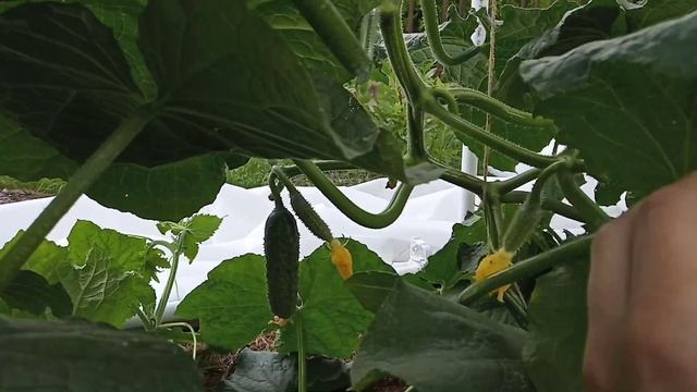 Огурцы, обзор гибридов для открытого грунта и плёночных укрытий смотреть онлайн