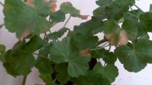 Почему у герани краснеют листья — причины и лечение