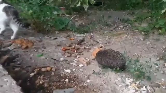 В Самарской области в Жигулевске сняли наглого ёжа, который отбил еду у кота смотреть онлайн
