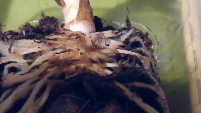 Лилейное дерево ОТ Гибрид, проращивание перед посадкой. смотреть онлайн