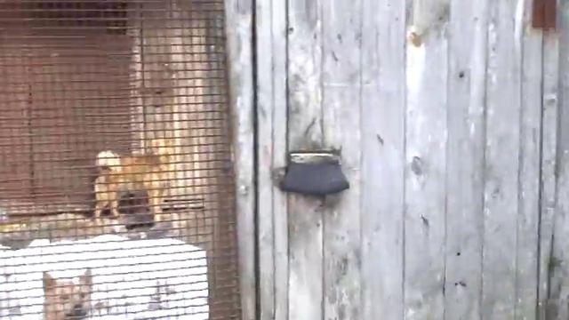 Питомник Татаринцева В.П. смотреть онлайн