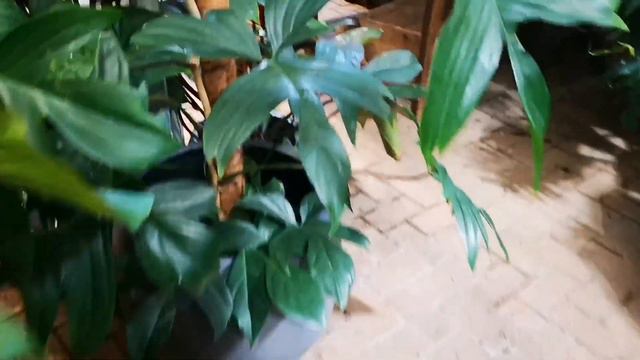 Burford Garden Centre 🇬🇧 | PLANT SHOPPING WITH ME смотреть онлайн