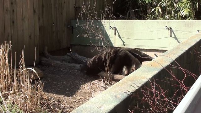 Giant Anteater/Гигантский муравьед смотреть онлайн