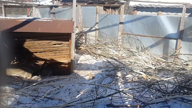 кролики зимой в вольере. впечатление от вольерного содержания. смотреть онлайн