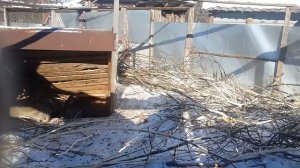 кролики зимой в вольере. впечатление от вольерного содержания.