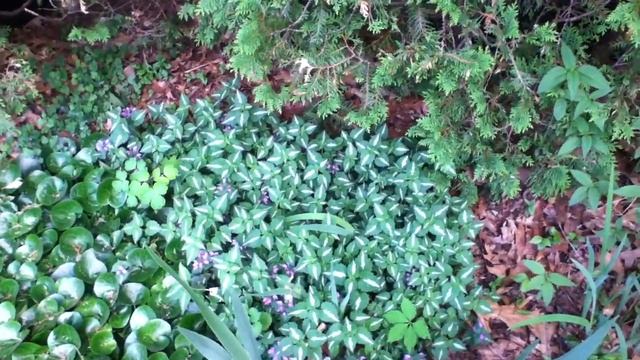 Lamium: See how seedling lamium reverts to native form, performs well in yard смотреть онлайн