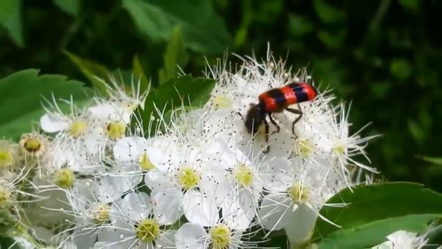 Жуки. Пестряк пчелиный (Trichodes apiarius) смотреть онлайн