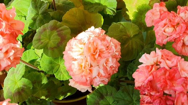 2020년06월10일 제라늄꽃밭. Pelargonium garden. Geraniums. смотреть онлайн