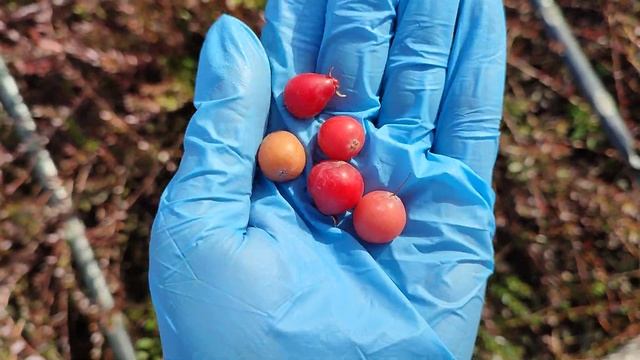 Клюква крупноплодная. Выход из зимовки
