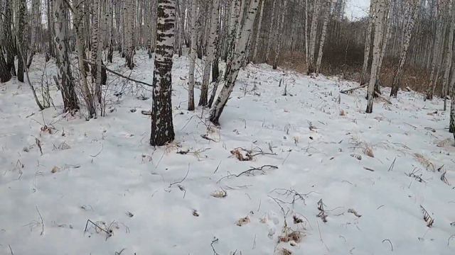 Трудовая охота на ЗАЙЦА Ушастый добыт. смотреть онлайн
