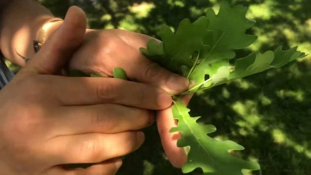 Quercus robur- Saplı Meşe смотреть онлайн