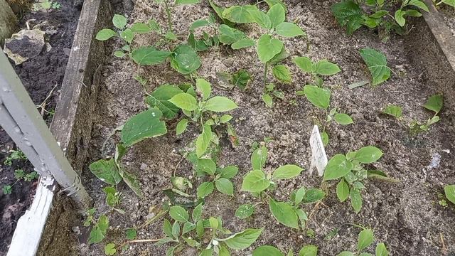 Природный укоренитель своими руками смотреть онлайн