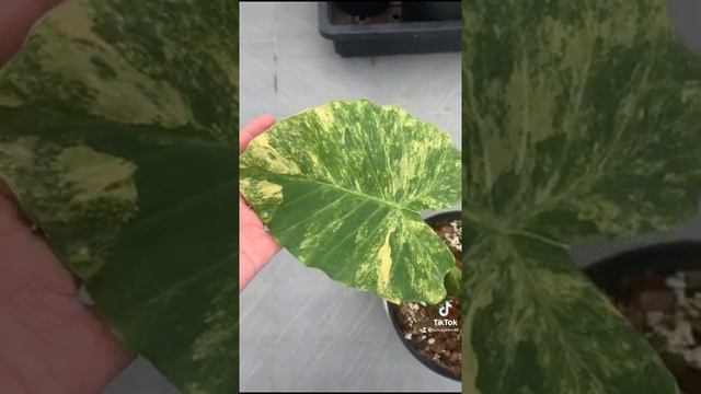 Ráy Vàng đột biến - Alocasia Gageana Aurea - Anh Hai Lúa 0869888668 смотреть онлайн