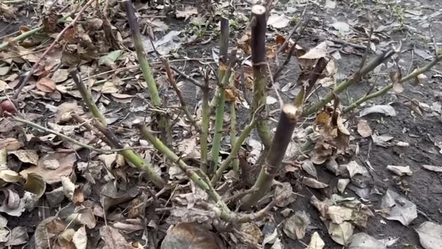 Срочно, внесите это под розы. 1 важная подкормка после зимы. Они оживут и окрепнут. 100% работает смотреть онлайн