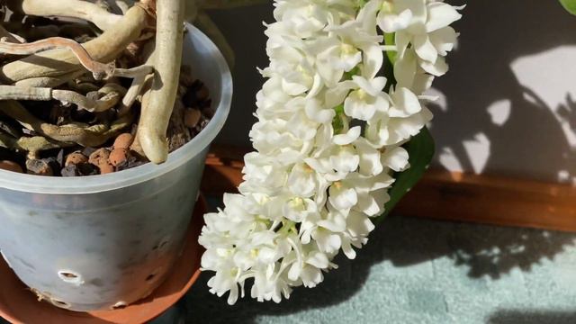 Rhynchostylis gigantea var. alba - Orchid смотреть онлайн