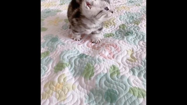 милые животные. подборка. смотреть всем. мимими смотреть онлайн