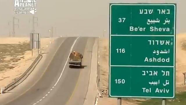 Ханаанская собака. Canaan Dog