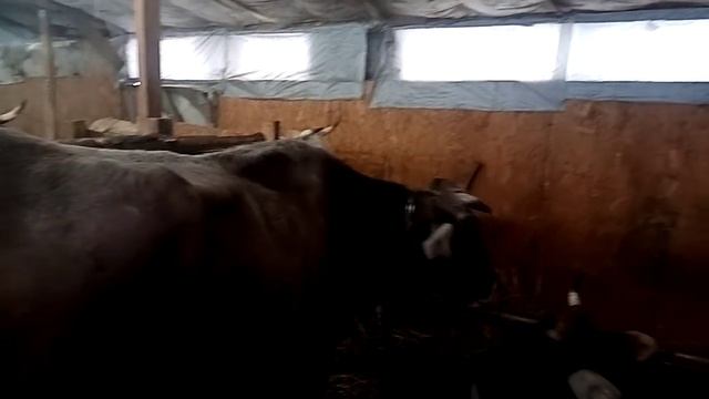 Про моих коров. смотреть онлайн