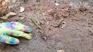 Обрезка розы весной