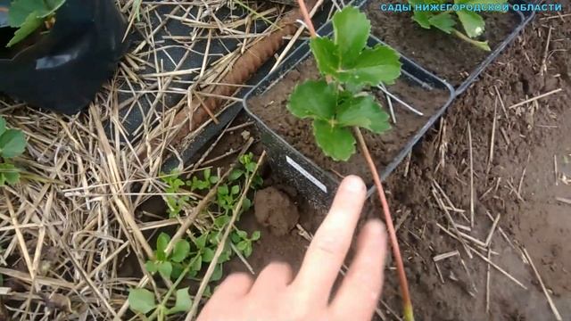 Размножение клубники.Размножение клубники усами летом смотреть онлайн