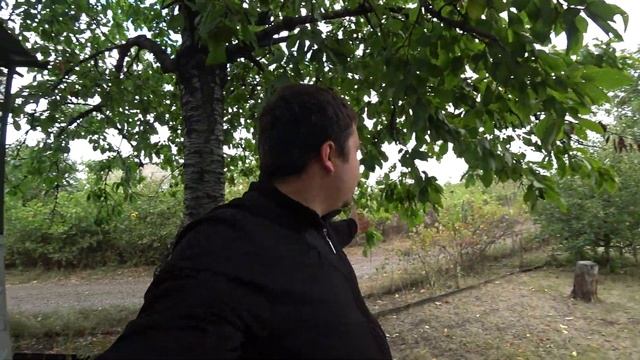 ШОК!!!Два года ожидания! Полезли со всех ЩЕЛЕЙ-ГРИБЫ В ПЕНЬКАХ смотреть онлайн