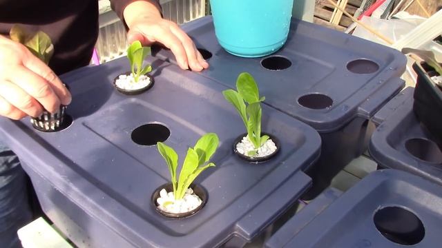 Kratky Hydroponics: Mini Bins