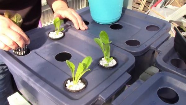Kratky hydroponics: Mini bins