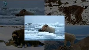 Дикие животные / животные севера / животные для детей / звуки животных