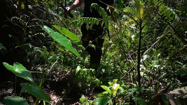 Stream Fishing, Chicken Trap, Wild Food, Catch And Cook: Survival Alone | EP.250