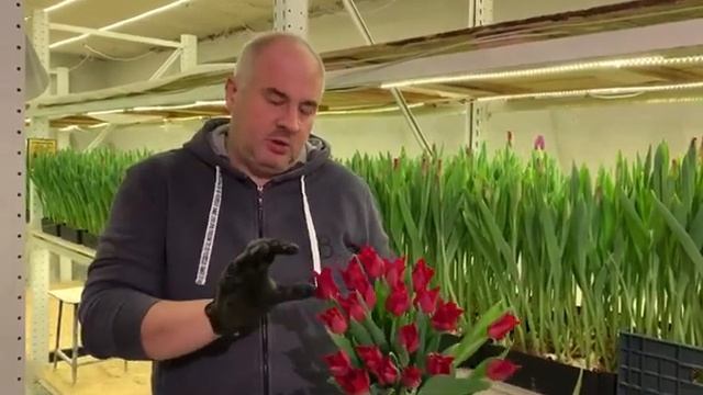 Итоги выгонки тюльпанов: Сорт Red Dress (Рэд Дресс). Тюльпаны премиум класса на 8 Марта оптом! смотреть онлайн