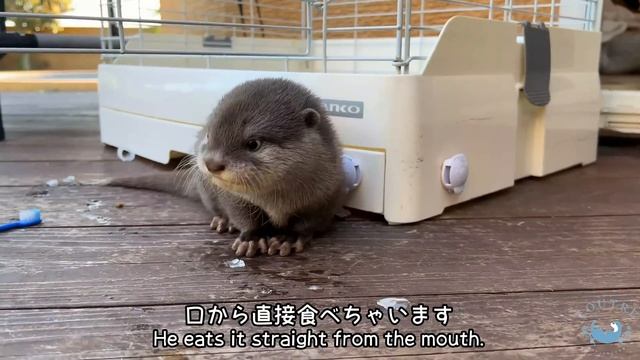 This is the First Food(?!) Baby Otters Ate! смотреть онлайн